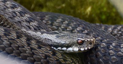 Huggorm (Vipera berus)