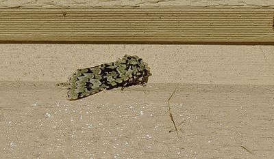 Grönt ekfly (Griposia aprilina) Linköping- skolgård