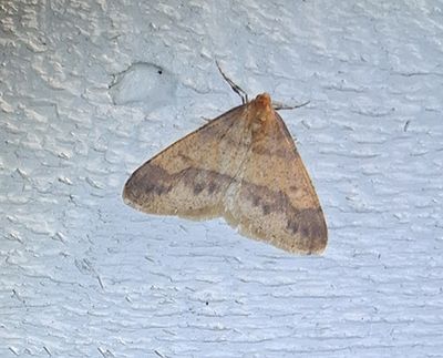 Guldgul frostmätare (Agriopis aurantiaria) Linköping - skolgård