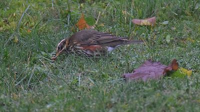 Rdvingetrast (Turdus iliacus)