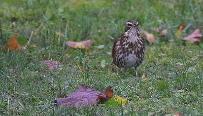 Rdvingetrast (Turdus iliacus)