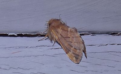 Butterflies and Moths Hagapark