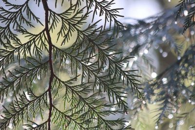 Leaves of Cedar