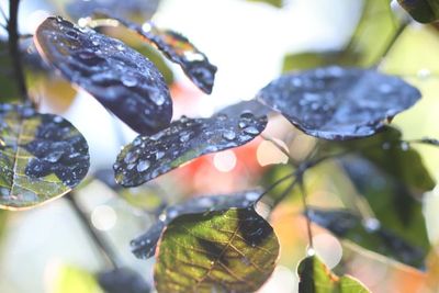 A Syllable of Water