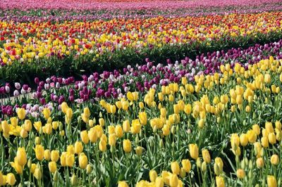 Skagit Valley Tulips