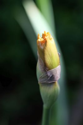 Light of Iris