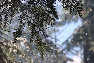 Leaves of Cedar