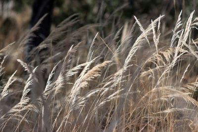 Grasses