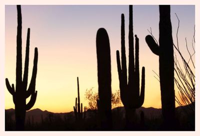 Sonoran Desert