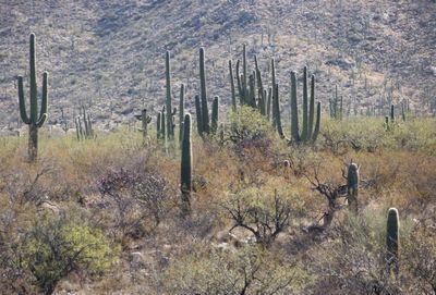 Sonoran Desert