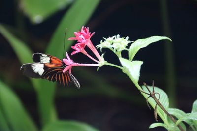 Beautiful Butterflies