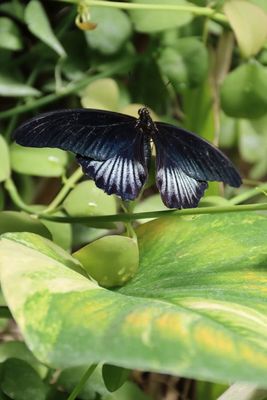 Beautiful Butterflies