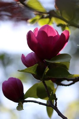 Magnolia Blossoms