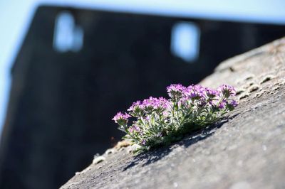 Scotland