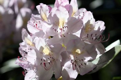 Rhododendron: Washington State Flower