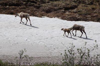Denali National Park and Preserve