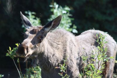 Denali National Park and Preserve