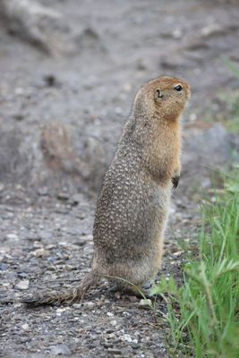 Denali National Park and Preserve