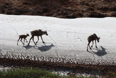 Denali National Park and Preserve
