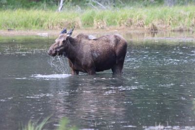 Denali National Park and Preserve