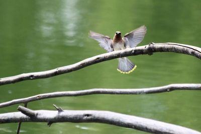 Winged