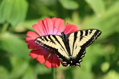 Beautiful Butterflies