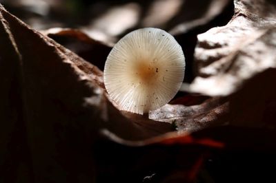 Mushrooms