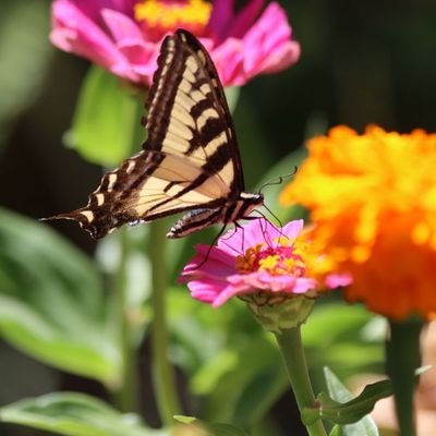 Beautiful Butterflies