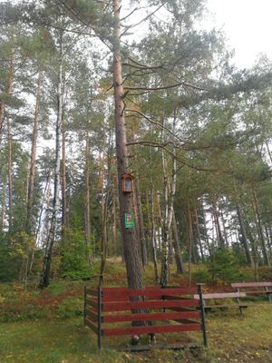 CZ - Jirkov, sacred pine 9/2022