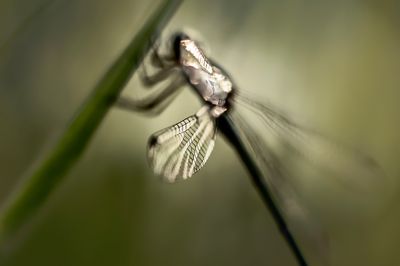 reflectie