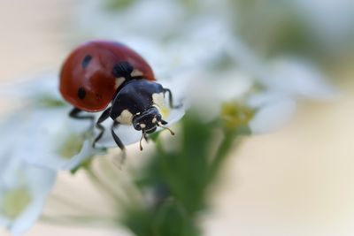 ladybug