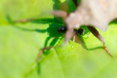 Ant between shade and shadow..