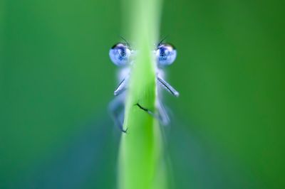 little blue eyes.....