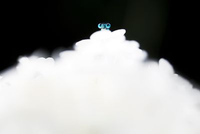 on top of a white flower
