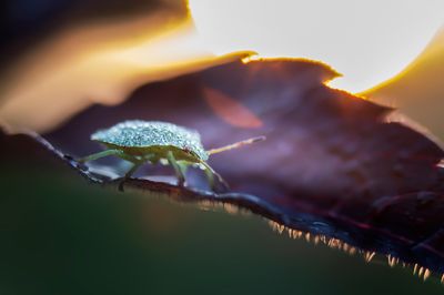 green bug during dawn