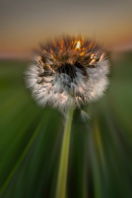 Taraxacum officinale