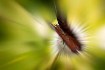 glimpse of butterfly