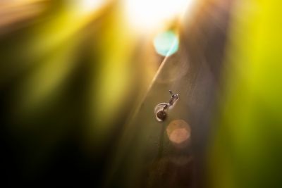 little snail
