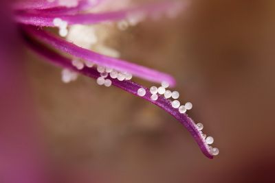 pollen