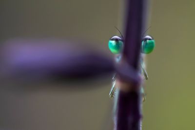 green eyes
