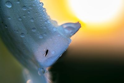 little fly at dawn