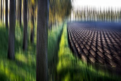 lines