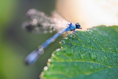awakening damselfly