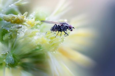 fly
