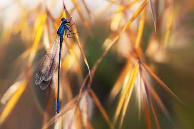 damselfly in the morning light
