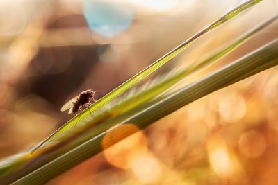 fly in the morning