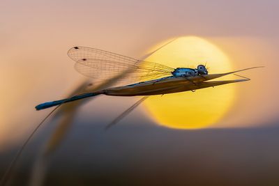 damselfly enjoys the rising sun