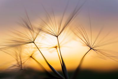 seed yellow morning star in morning light