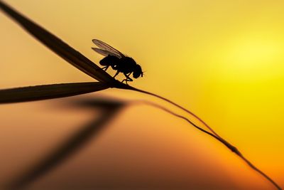 various insects