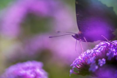 purple butterfly (double exposure)